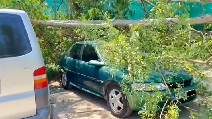 Araçların üzerine ağaç devrildi