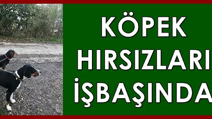 Av köpeği hırsızları iş başında