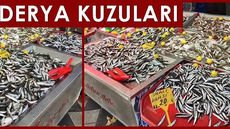 Balık tezgâhları şenlendi, hamsi el yakıyor