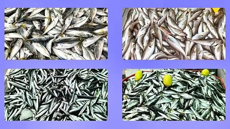Balık tezgâhlarında son durum 