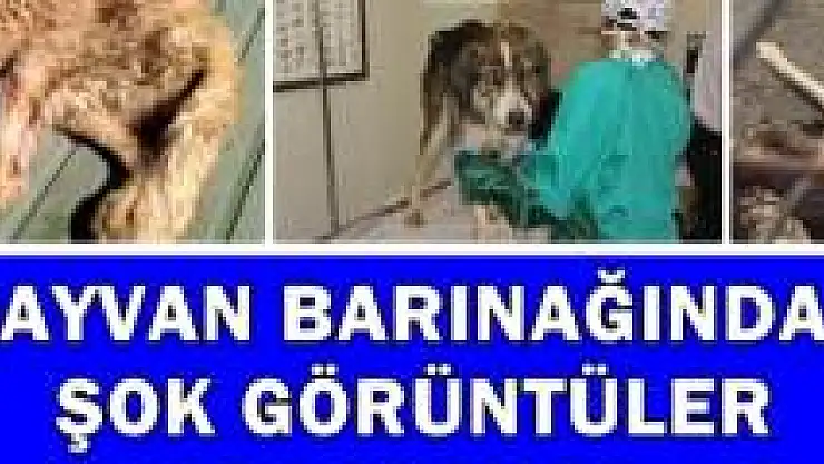 Barınaktaki köpeklerin hali içler acısı