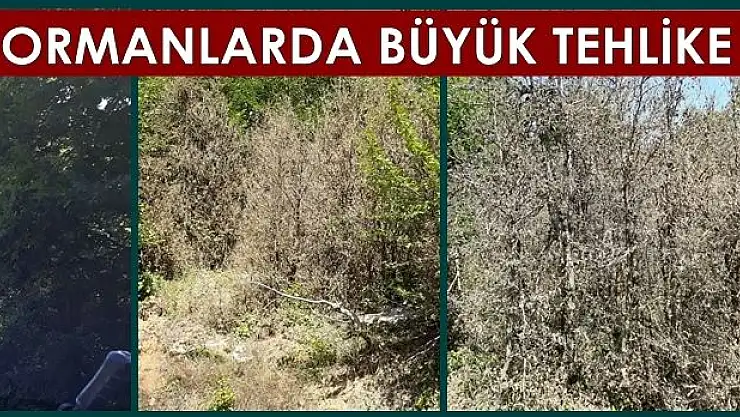 Bartın'da ağaçlar bir bir kuruyor!