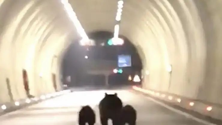 Bartın'da ayılar tünele girdi