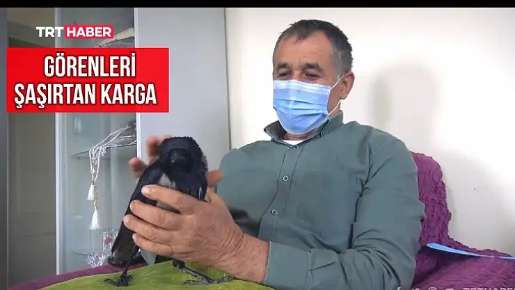 Bartın'da görenleri şaşırtan karga