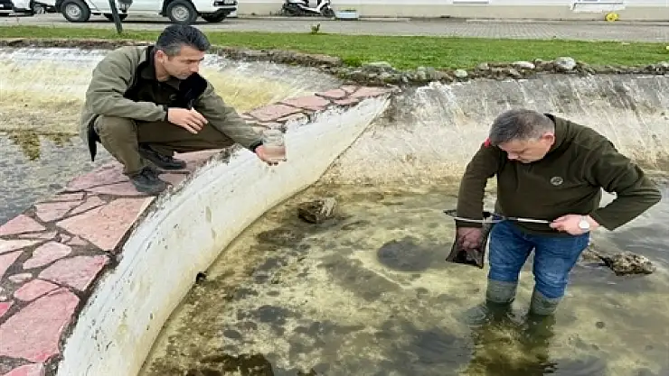 Bartın'da ilginç canlı