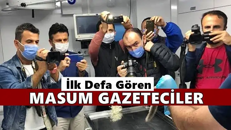 Bartın'da ilk defa görüldü