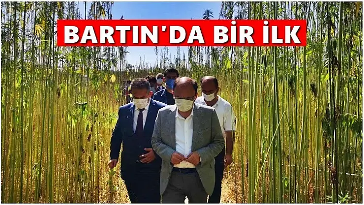 Bartın'da ilk kenevir hasadı yapıldı