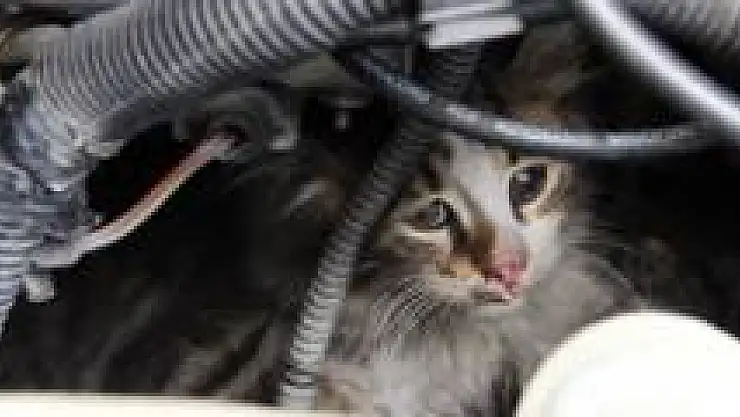 Bartın'da Kedi Kurtarma Operasyonu