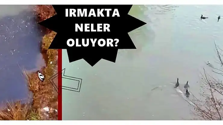 Bartın ırmağında ilginç görüntüler