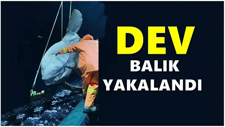Bartınlı balıkçıların ağına takıldı