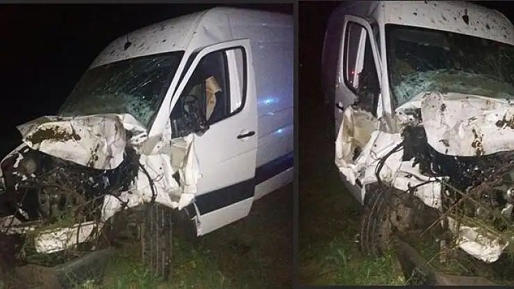 Başıboş dolaşan mandalara çarptı