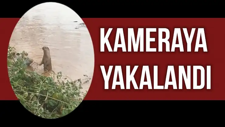 Bir anda ortaya çıktı