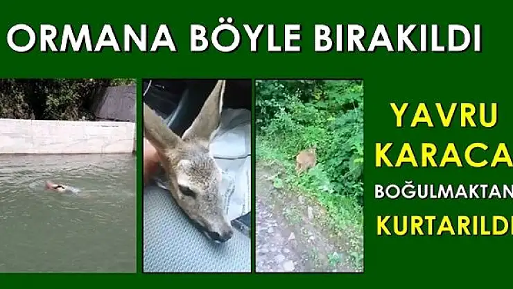 Boğulmaktan kurtarıldı, doğaya salındı
