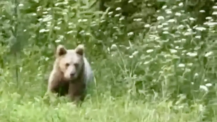 Bozayı bahçeye daldı