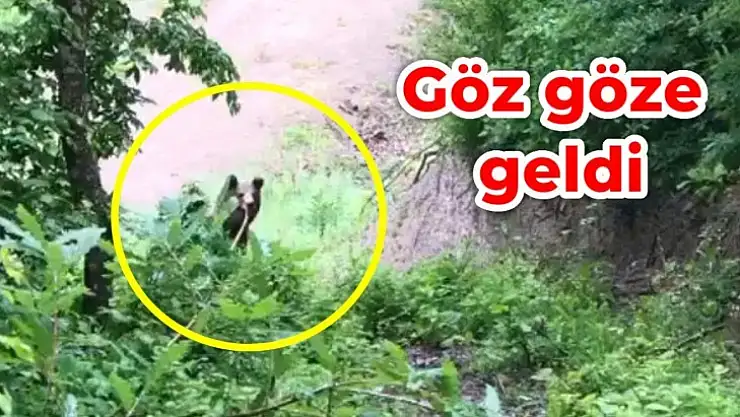 Bu sefer ayı ile göz göze geldi