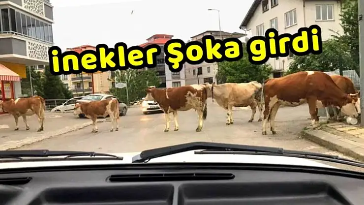 Burası Hindistan değil Bartın