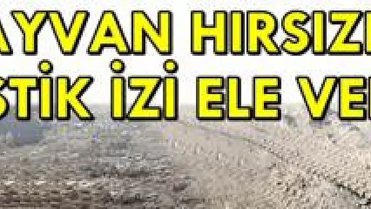 Büyükbaş Hayvan Çalan Zanlı tutuklandı