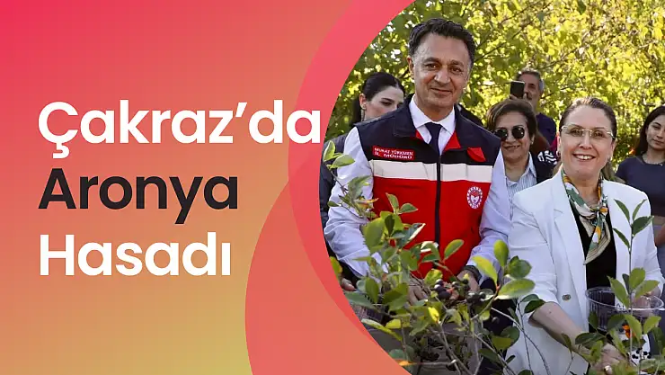Çakraz'da aronya hasadı