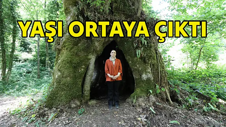 Çınar ağacının yaşı ortaya çıktı