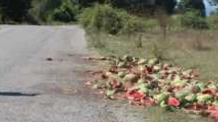 ÇÜRÜK KARPUZ YİYEN İNEKLER RAHATSIZLANDI