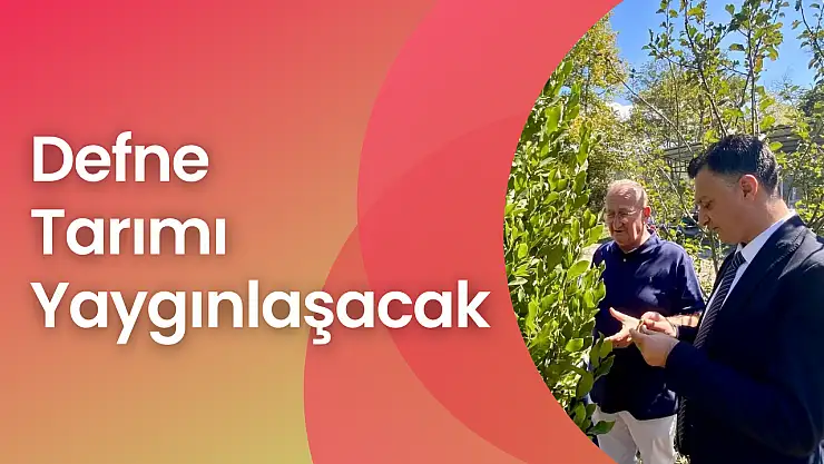 Defne tarımı yaygınlaşacak