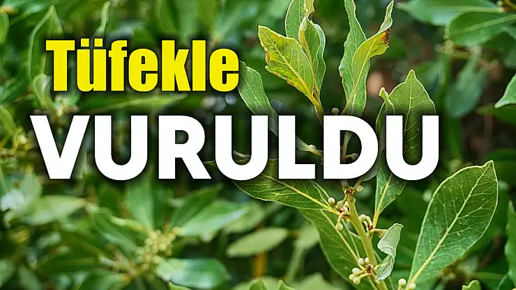 Çalıların arasında kanlar içinde kaldı