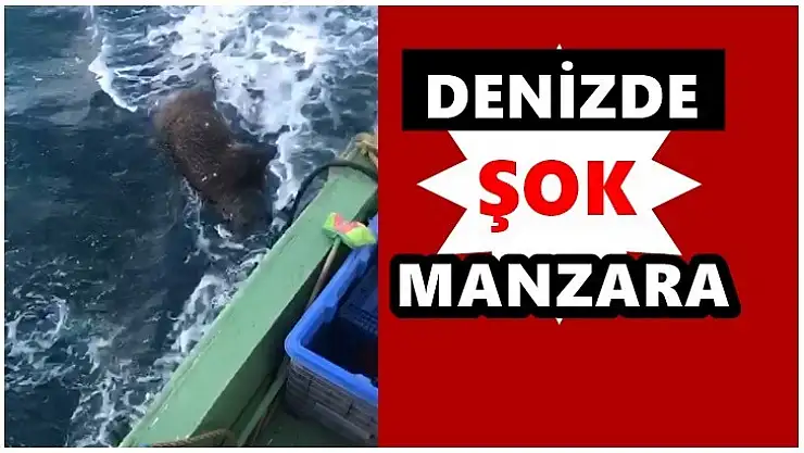 Denizin ortasında önlerine çıktı