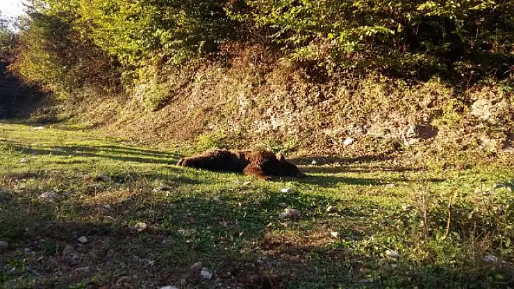 Dere yatağında bitkin halde bulundu