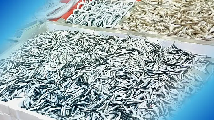 Derya kuzusu bunlar