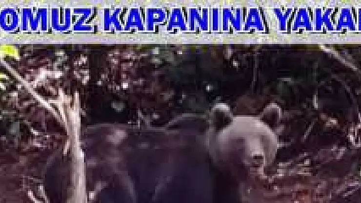 Domuz Kapanına Ayı Yakalandı
