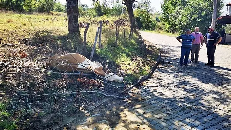 Elektrik akımına kapıldı, canından oldu