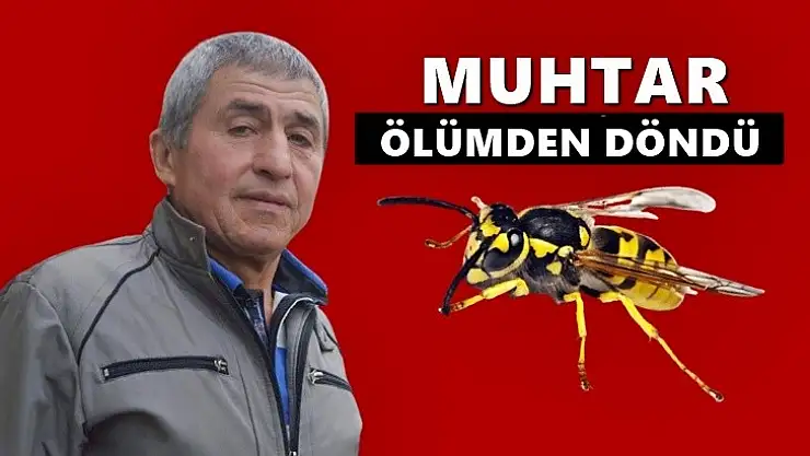 Eşek arılarının saldırısına uğradı