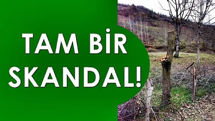 Ey karayolları, bu ağaçlardan ne istediniz?