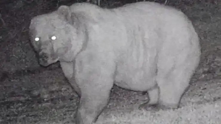 Fotokapanda ilginç görüntü