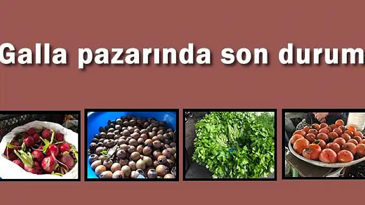 Galla pazarında son durum, güncel fiyatlar