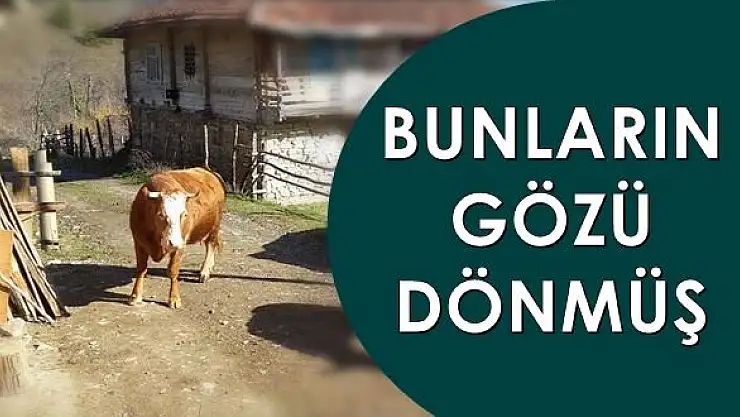 Gece komple boşalttılar