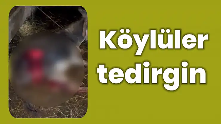 Güpegündüz saldırıya uğradı