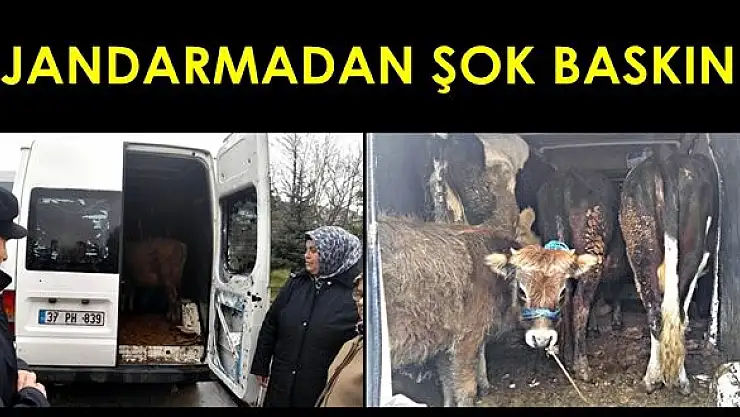 Hayvan hırsızlığı şebekesine şok baskın