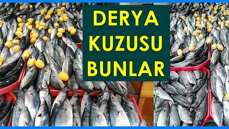 Hey Maşallah, derya kuzusu bunlar