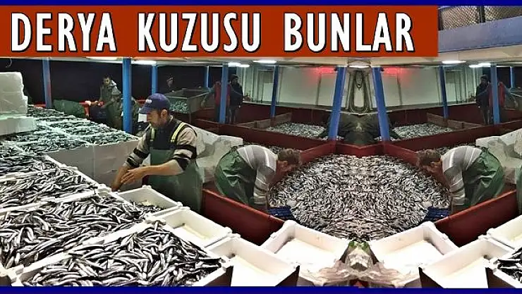 İlk tekne 800 kasa hamsi ile limana geldi