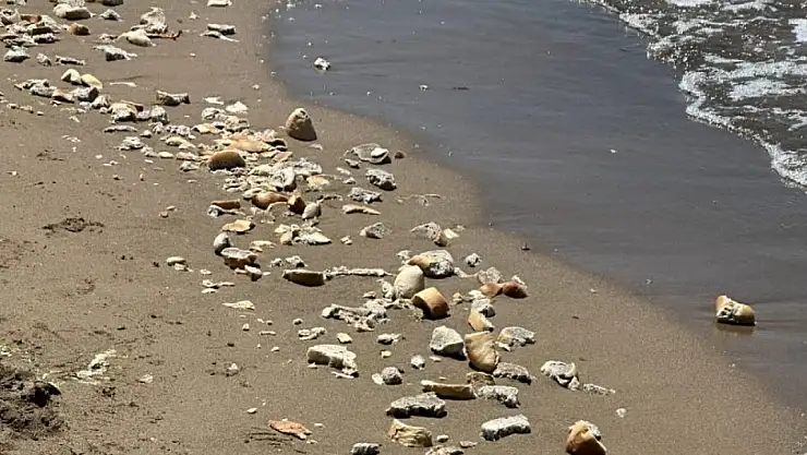 İnkumu sahilinde tepki çeken görüntü