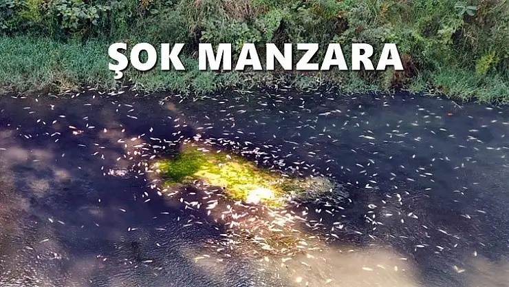 Irmakta balıklar göz göre göre ölüyor