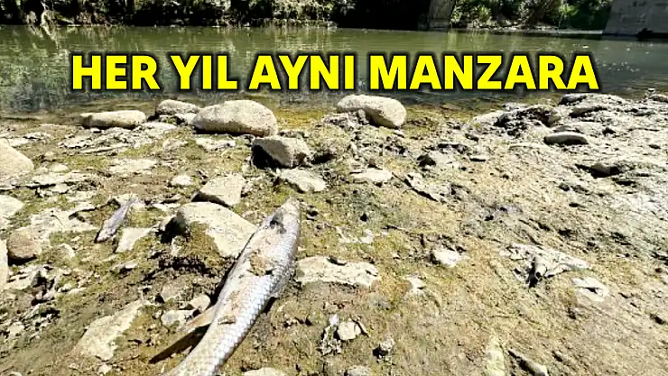 Irmakta toplu balık ölümleri