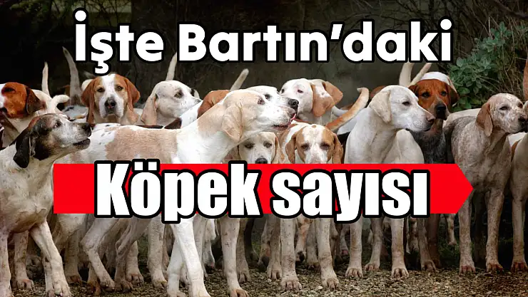 İşte Bartın'daki köpek sayısı