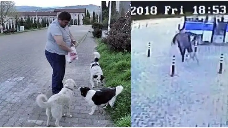 İşte köpeğe tekme atmanın cezası