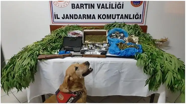Jandarmadan kenevir baskını