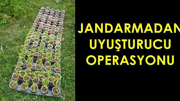 Jandarmadan Kenevir Operasyonu