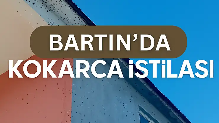 Kahverengi kokarca istilası büyüyor