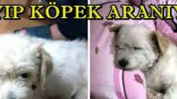 Kaybolan köpeğini arıyor