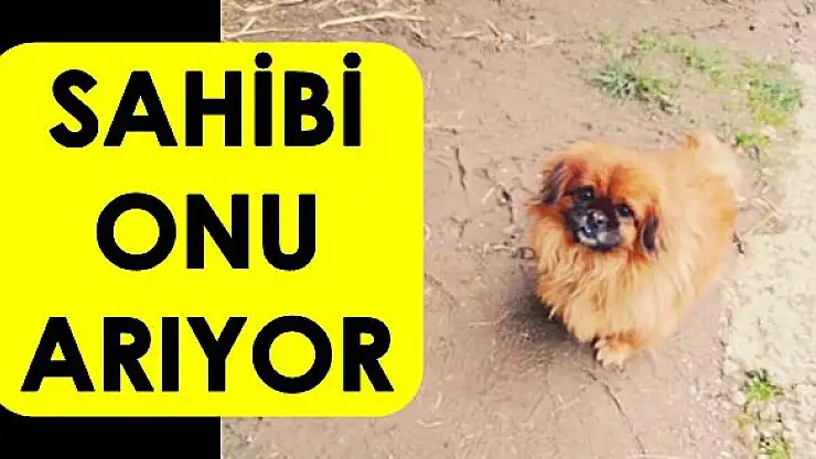 Kayıp Köpek Gofret aranıyor